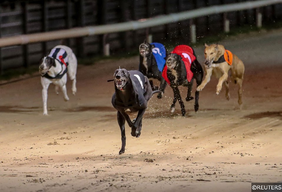 Racing post hot sale greyhound selections